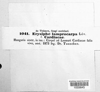 Phyllactinia fraxini image